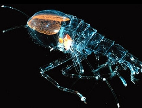 惊人!日本网友疯传深海捕到异形怪虾:全身透明